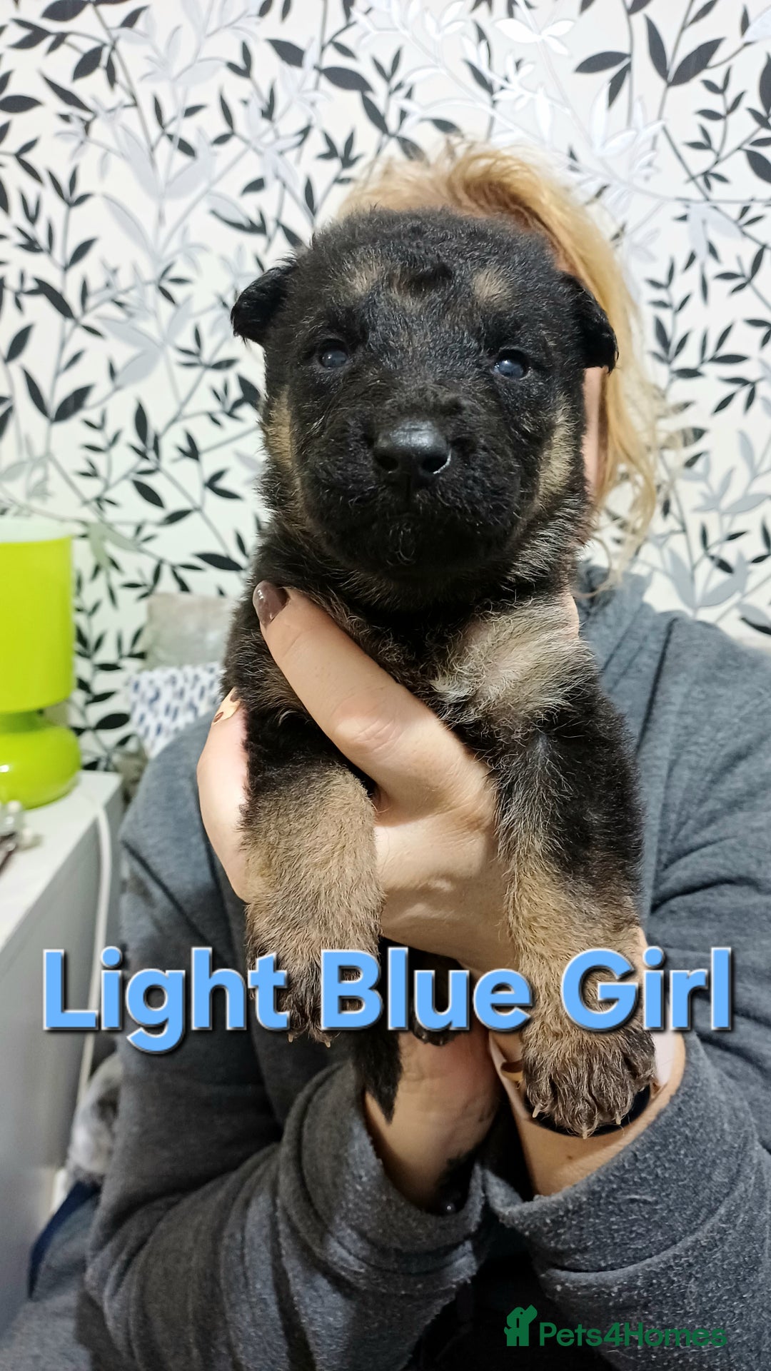 German Shepherd dogs for sale: German Shepherd Puppies - Advert 5