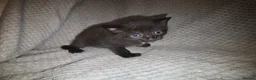 Mixed Breed cats for sale: 5 beautiful kittens  - Advert 18