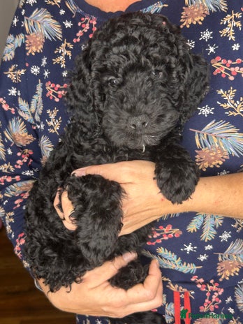 Cockapoo dogs - Advert 2