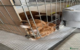 Cockapoo dogs for sale: 3 puppies left - ready now  - Image 7