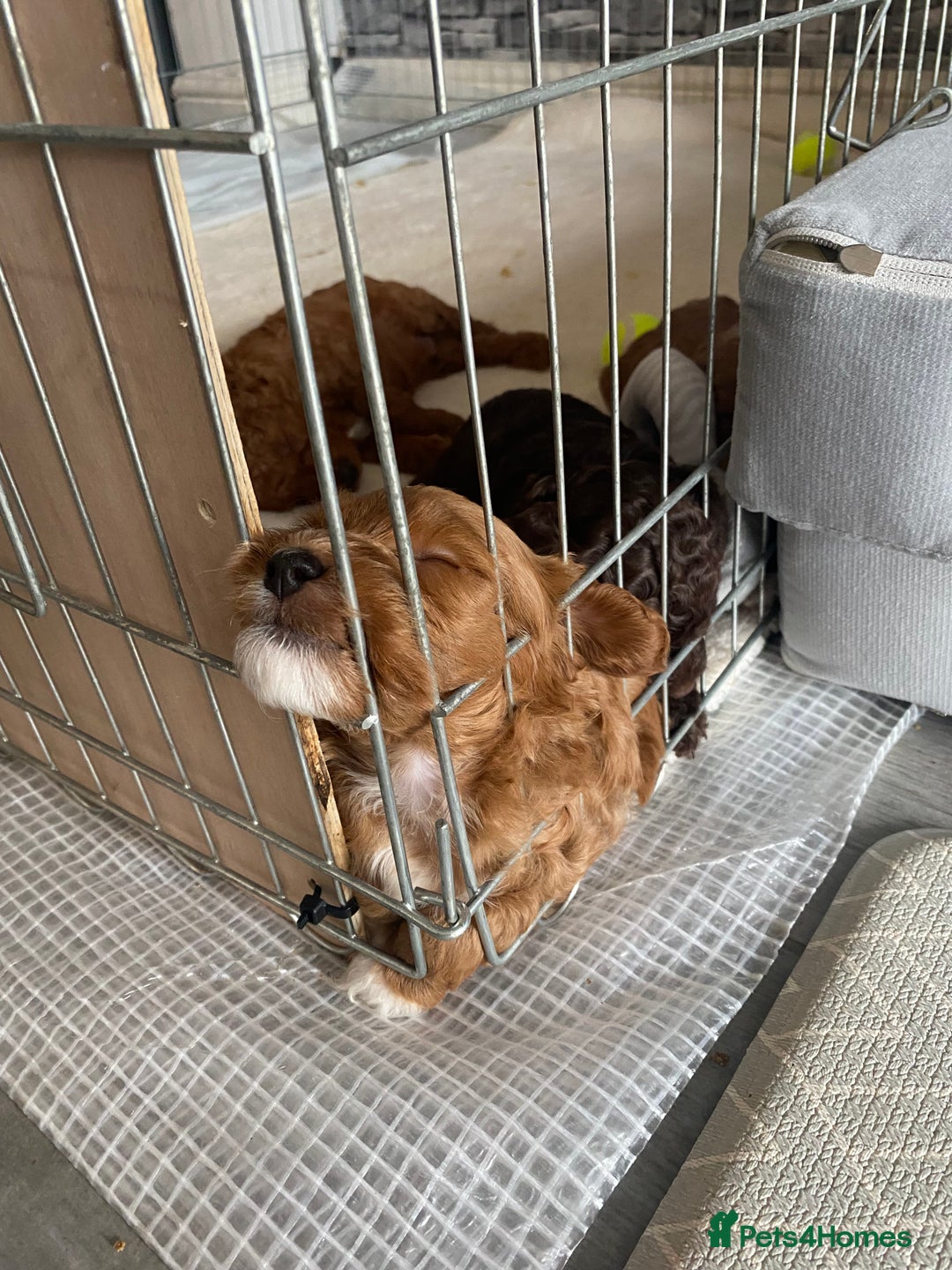 Cockapoo dogs for sale: 3 puppies left - ready now  - Image 7