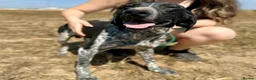 Mixed Breed dogs for adoption: Bracken (German Pointer mix) - Advert 4