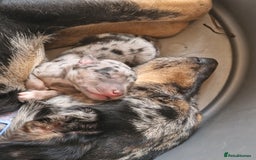 Mixed Breed dogs for sale: Kelpie x Collie Puppies  - Image 15
