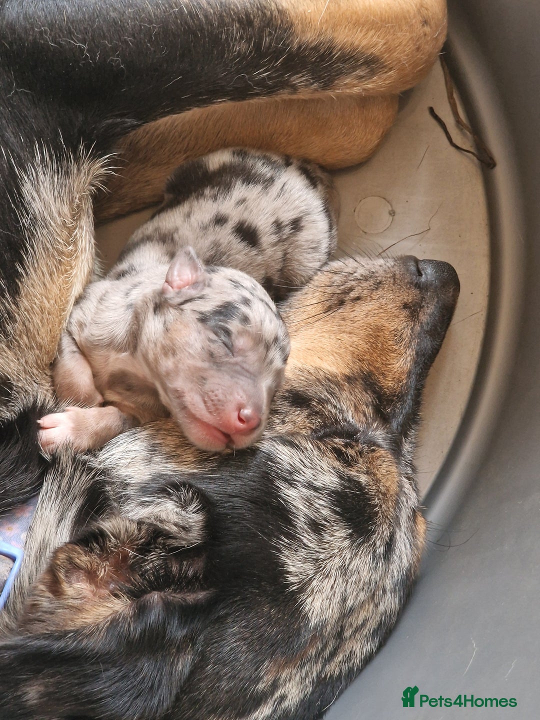 Mixed Breed dogs for sale: Kelpie x Collie Puppies  - Image 15