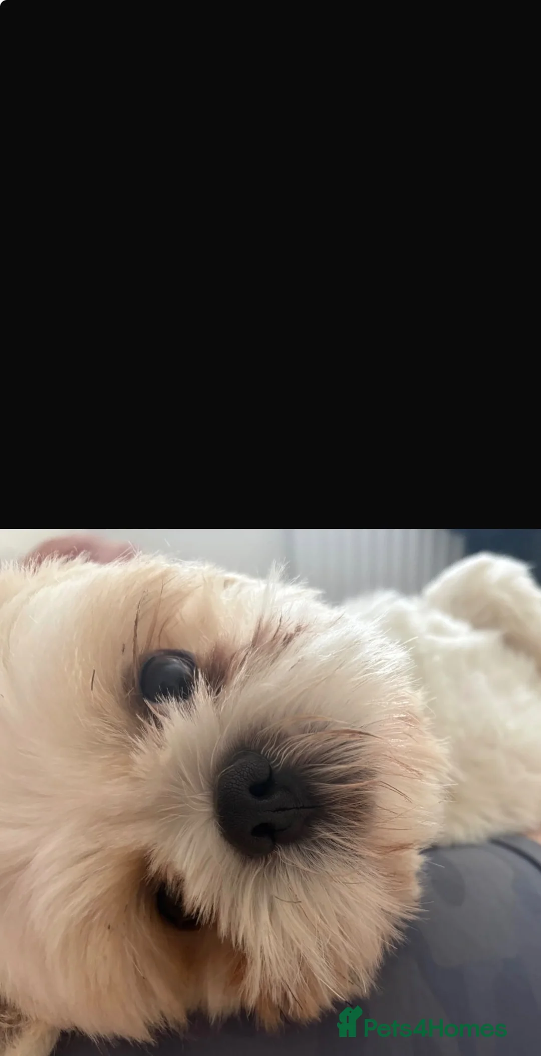 Malshi dogs for sale: Gorgeous Maltishi Looking for a Loving New Home 🤎 - Advert 11