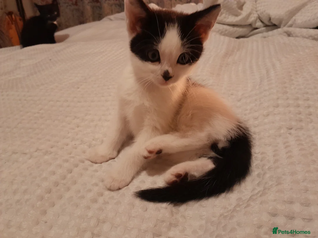 Mixed Breed cats for sale: Kitten - Advert 6