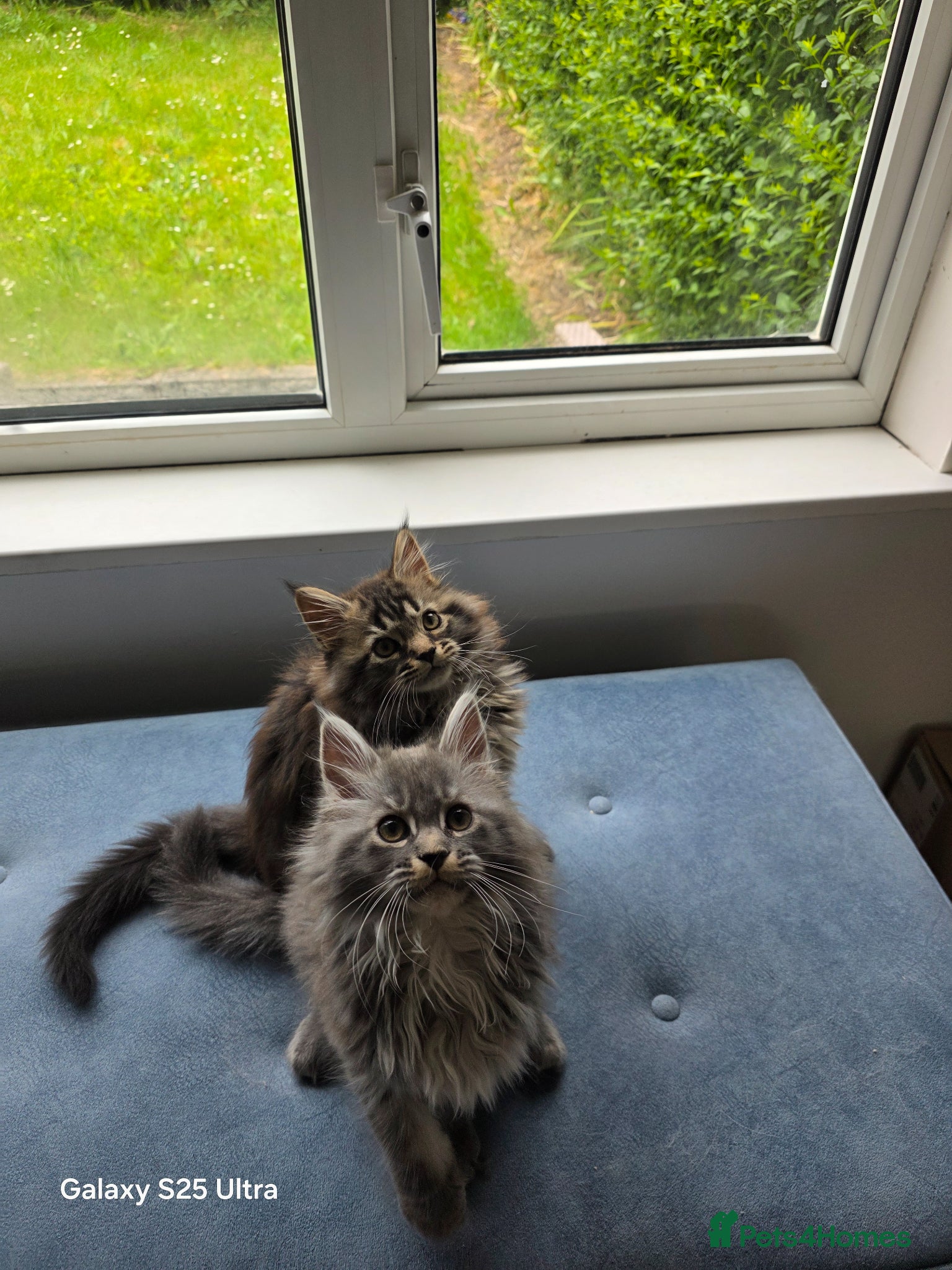 Maine Coon cats  Pure Maine coon kittens ready now 2 left 1b 1 g - Advert 11