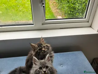 Maine Coon cats Pure Maine coon kittens ready now 2 left 1b 1 g - Advert 11