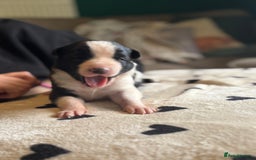 Mixed Breed dogs for sale: Beautiful Huntaway x Collie pups  - Image 1