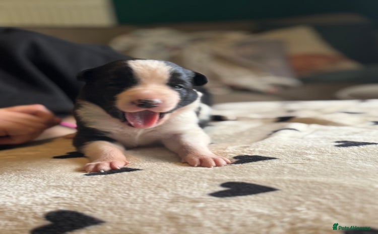 Mixed Breed dogs - Advert 6