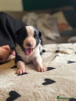 Mixed Breed dogs - Advert 1