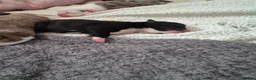 Mixed Breed dogs for sale: 3 handsome boys looking for there for ever home  - Advert 8