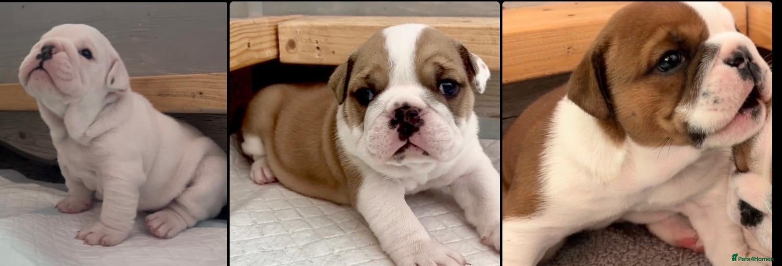 English Bulldog dogs Red and white English bulldogs - Advert 1