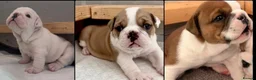 English Bulldog dogs for sale: 3 Red and white English bulldogs - Advert 1