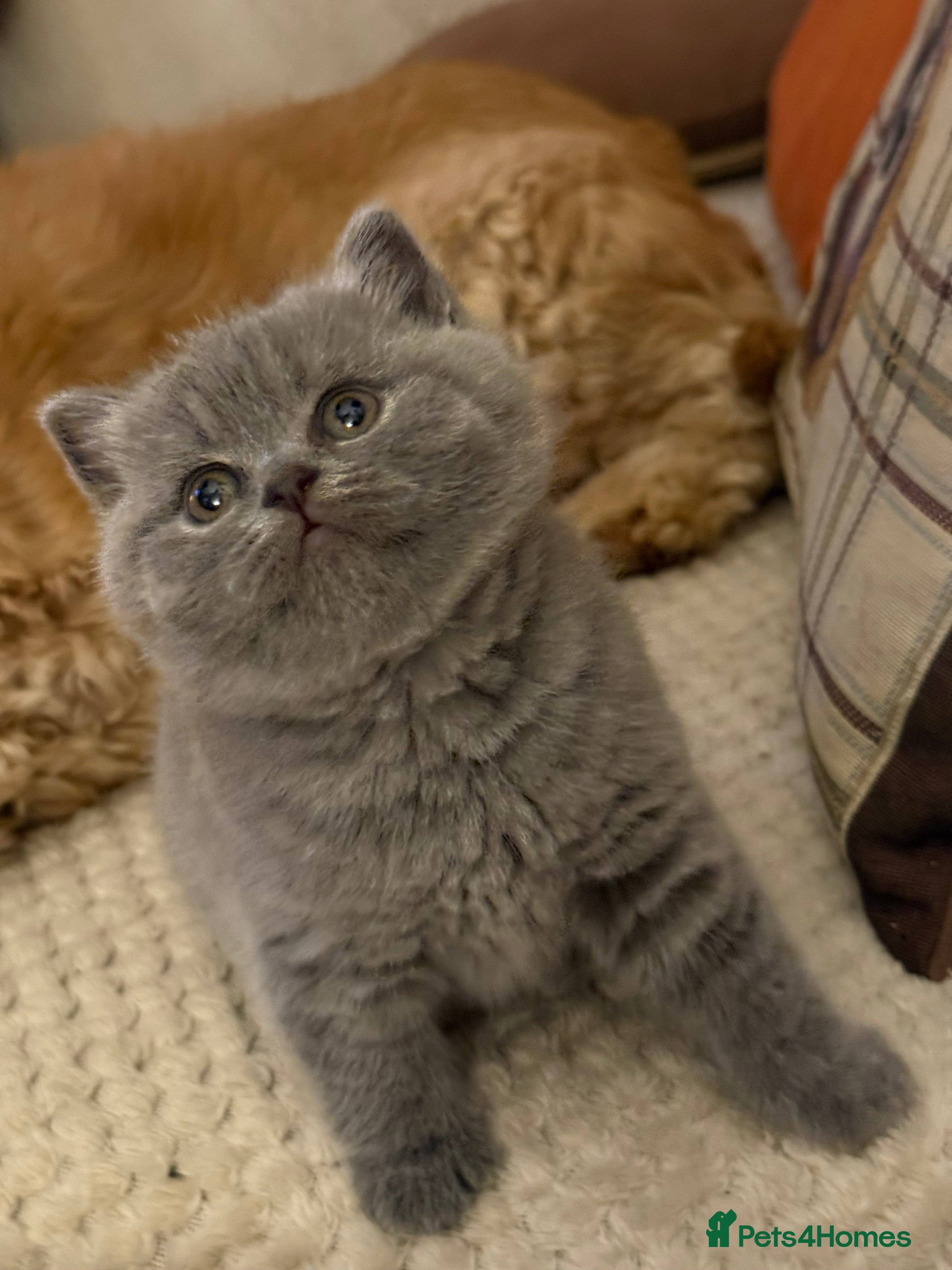British Shorthair cats Blue British Shorthair Girl-GCCF-Stunning Baby - Advert 8