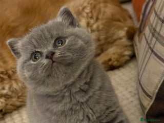 British Shorthair cats Blue British Shorthair Girl-GCCF-Stunning Baby - Advert 3