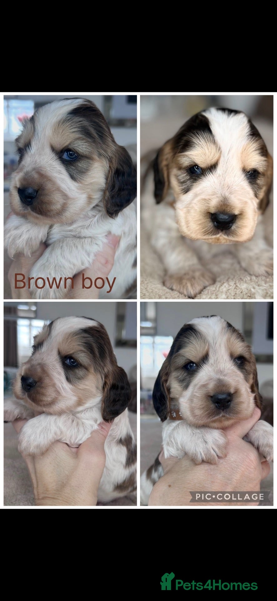 Cocker Spaniel dogs Exceptional Show Cocker Spaniel Puppies - Advert 2