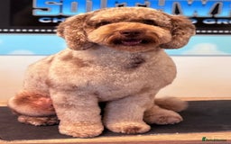 Cockapoo dogs for stud: Wreck it Ralph🍫 F1B - Image 5