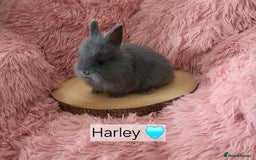 Lionhead rabbits for sale: Lionhead bunnies  - Image 3