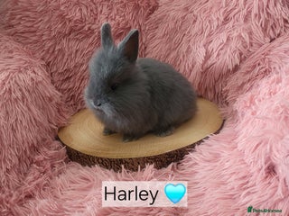 Lionhead rabbits - Advert 15