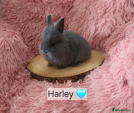Lionhead rabbits - Advert 1