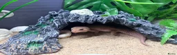 Gecko reptiles for sale: Potato the gecko and vivarium - Advert 3