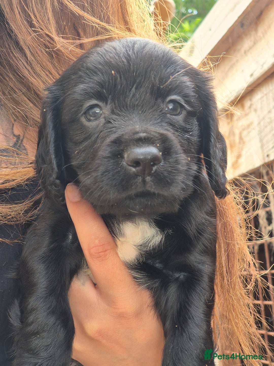 Cocker Spaniel dogs for sale: Merle, red and black cocker pups - Image 10