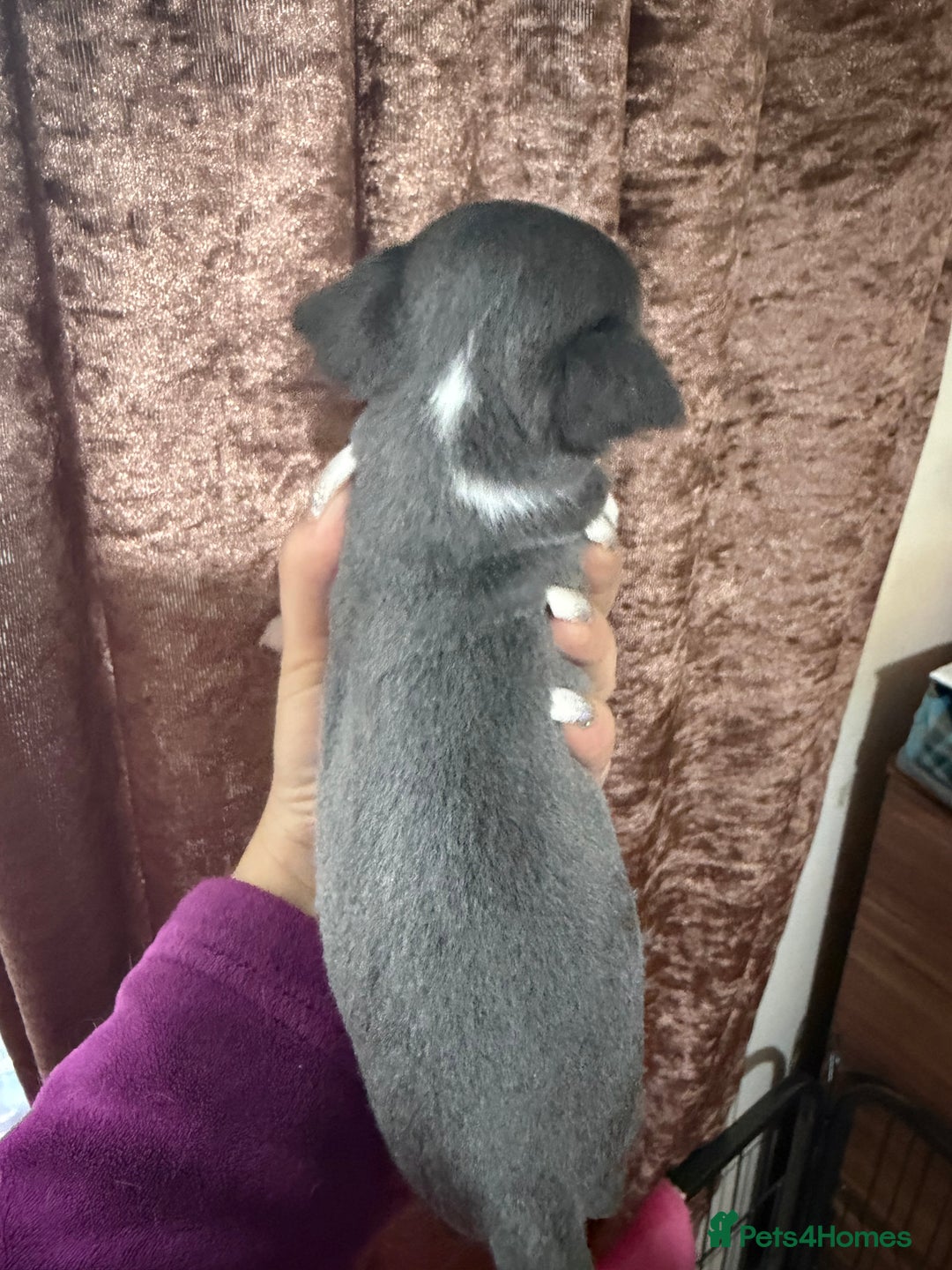 Chihuahua dogs for sale: Chihuahua pups - Advert 26