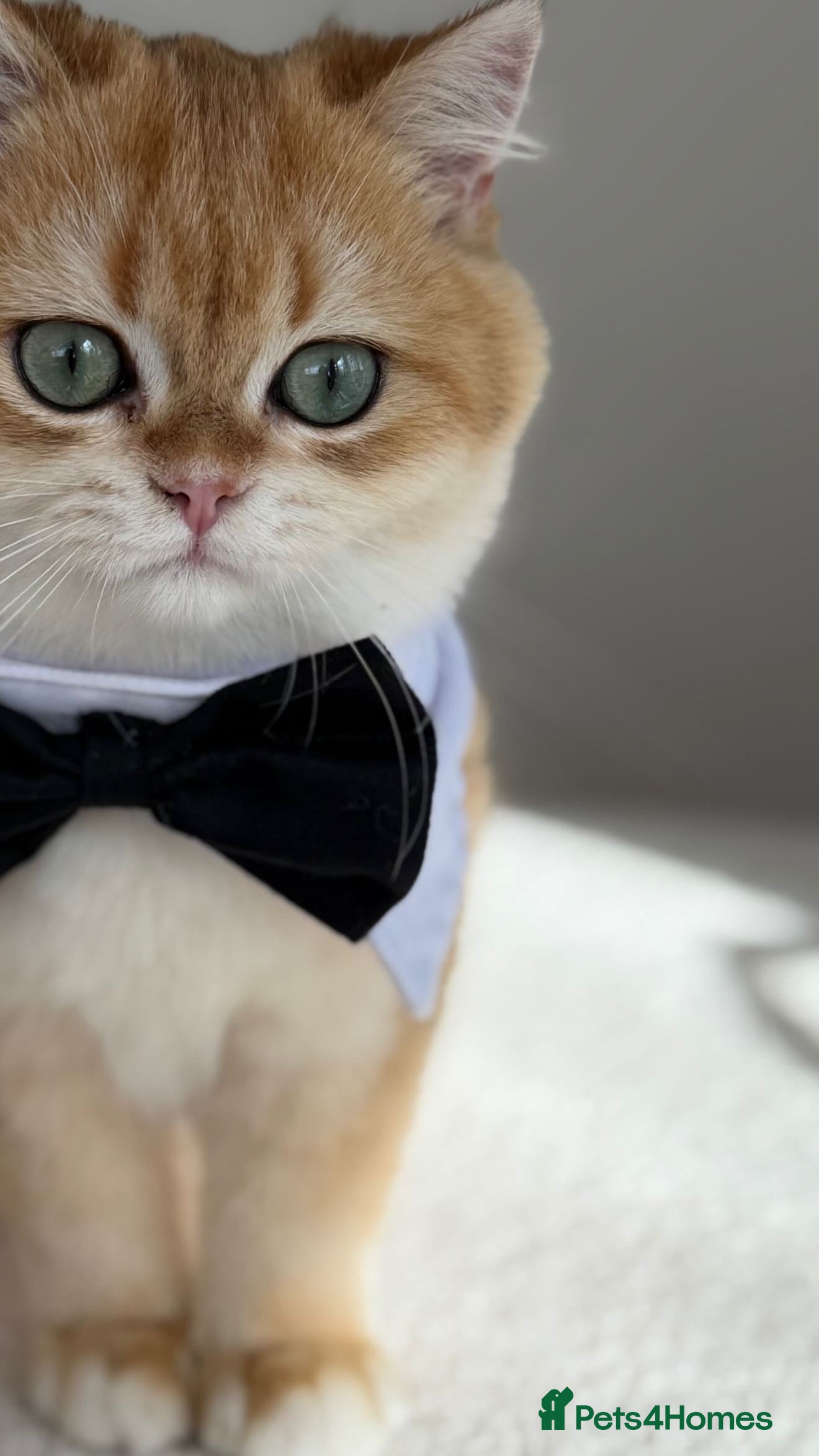 British Shorthair cats British Shorthair Golden Boy  - Advert 17