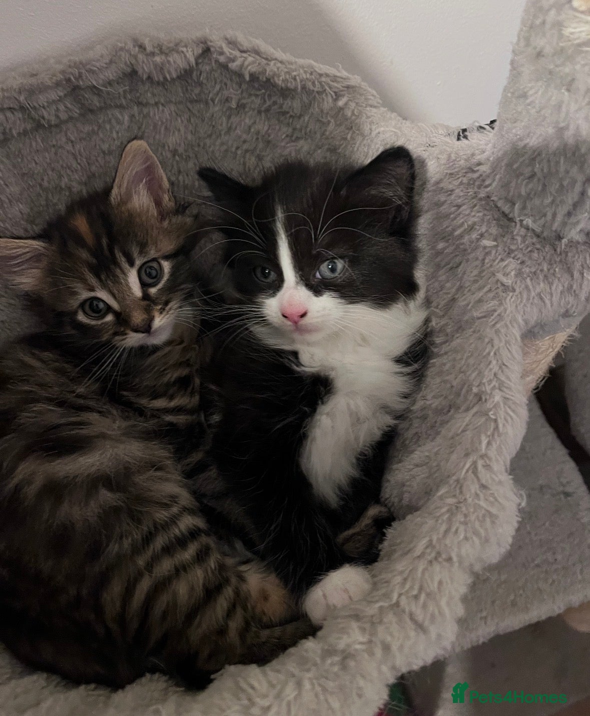 Mixed Breed cats Beautiful kittens  - Advert 1