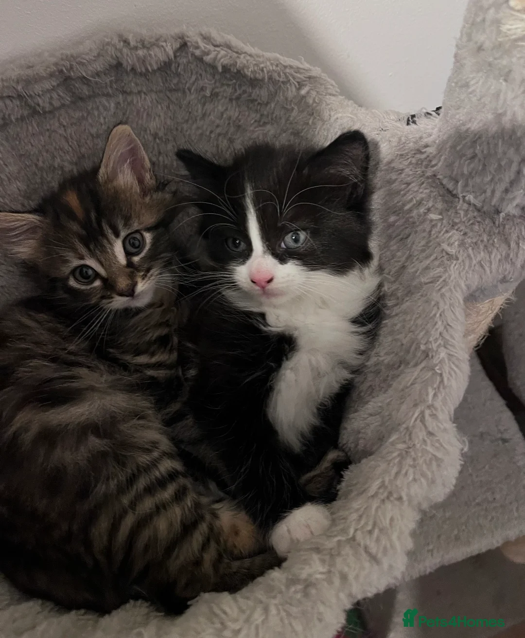 Mixed Breed cats for sale: Beautiful kittens  - Advert 1