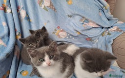 British Longhair cats for sale:  Mother is ragdoll,  Father is British shorthair - Advert 6