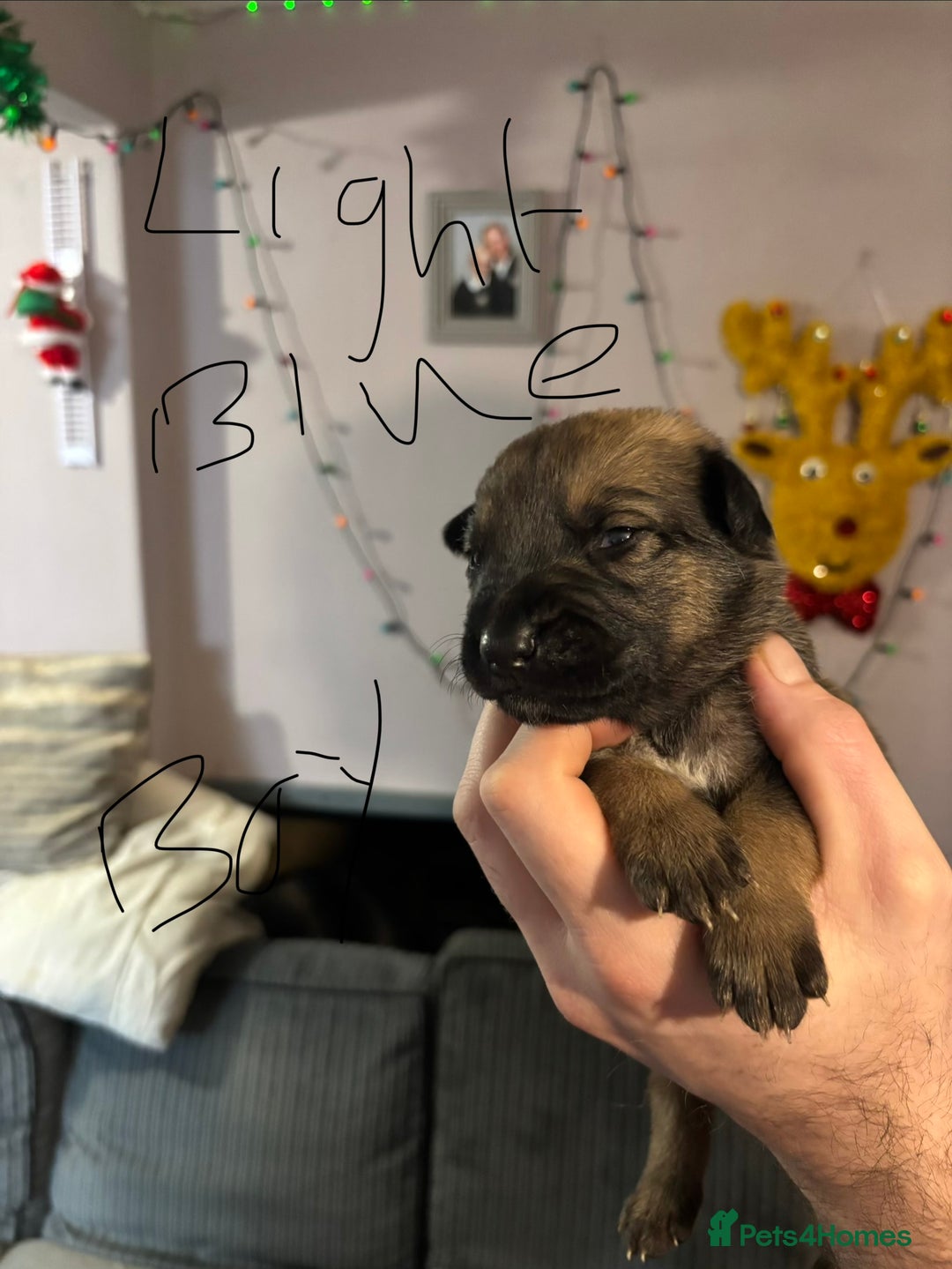 Mixed Breed dogs for sale: German Shepard x Belgian malinios - Advert 7