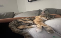 Ragdoll cats for sale: Mixed Ragdoll QUEEN💛 - Image 8