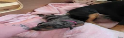 Jackshund dogs for sale: Dapple and black and tan Jackshund puppies - Advert 32