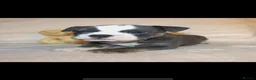 English Bulldog dogs for sale: Old English Bulldog Puppies  - Advert 9