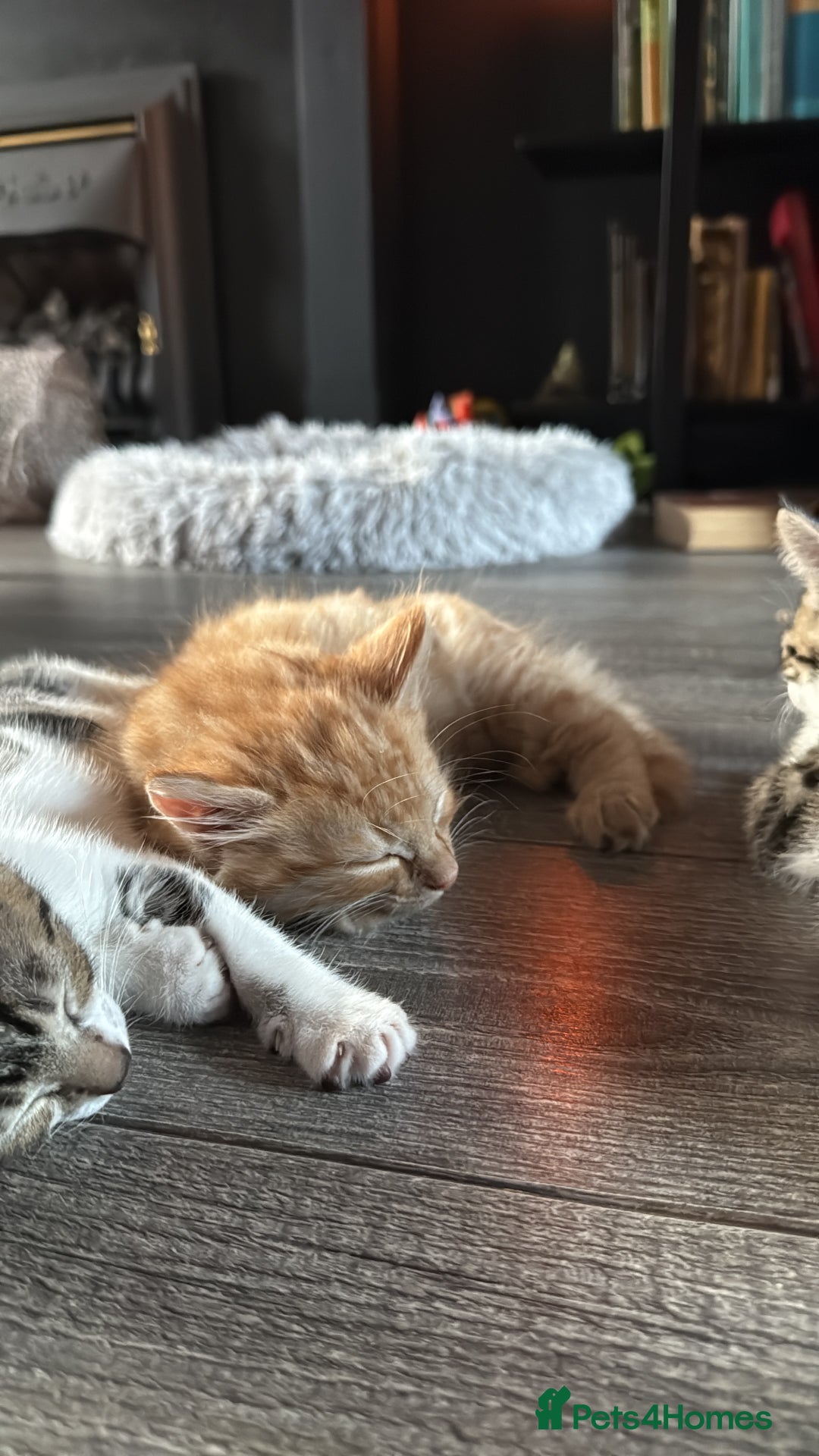 Domestic Shorthair cats for sale: Family-Raised Kittens, Friendly, Playful Ready Now - Image 22