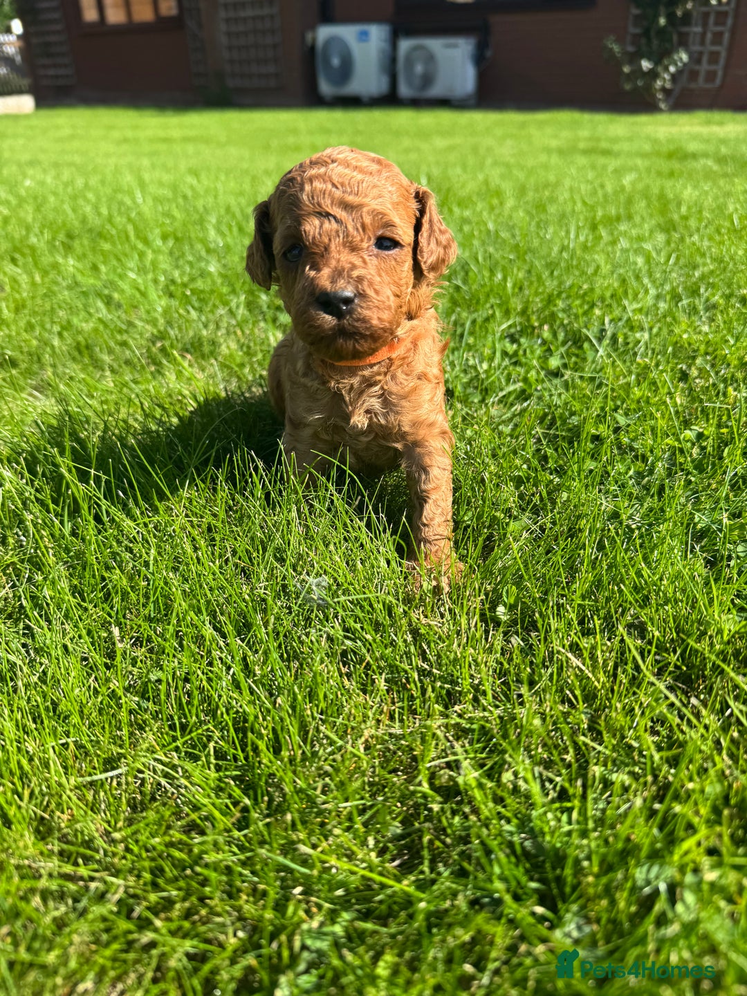 Miniature Poodle dogs for sale: KC registered Miniature Red poodles for Sale - Image 5