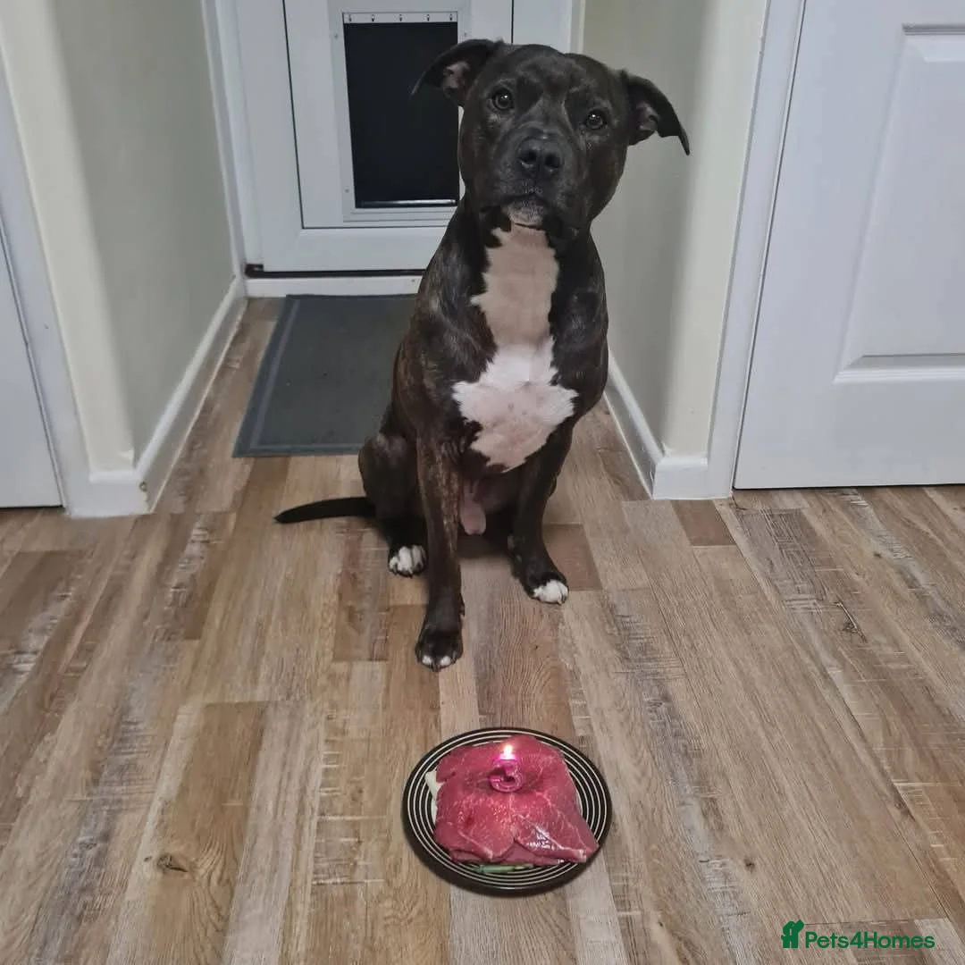 Staffordshire Bull Terrier dogs for stud: Staffy Cross for Stud - Advert 3