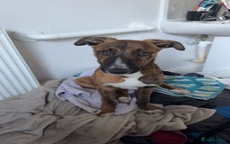 Mixed Breed dogs for sale: 2 lurchers - Image 2