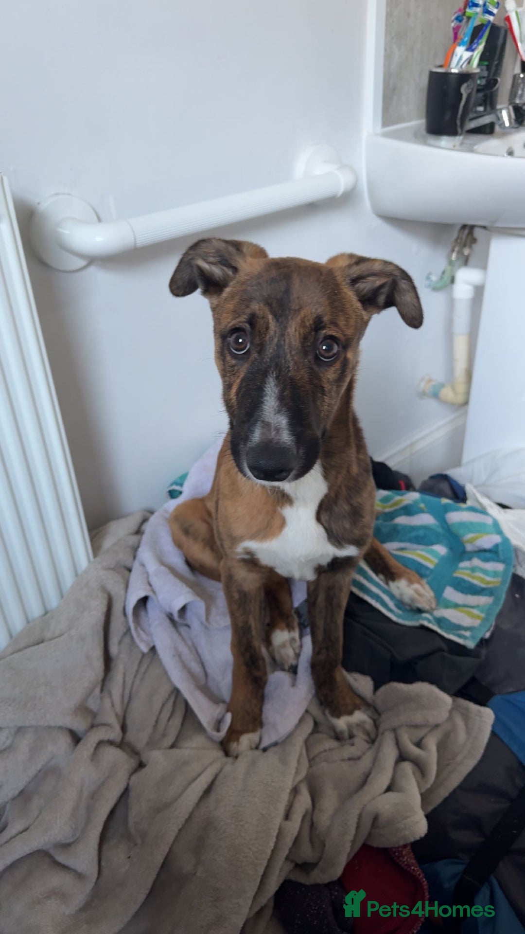 Mixed Breed dogs for sale: 2 lurchers - Image 2