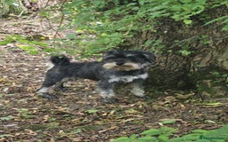 Miniature Schnauzer dogs for sale: 3 years old beautiful kc reg miniature schnauzer  - Image 1