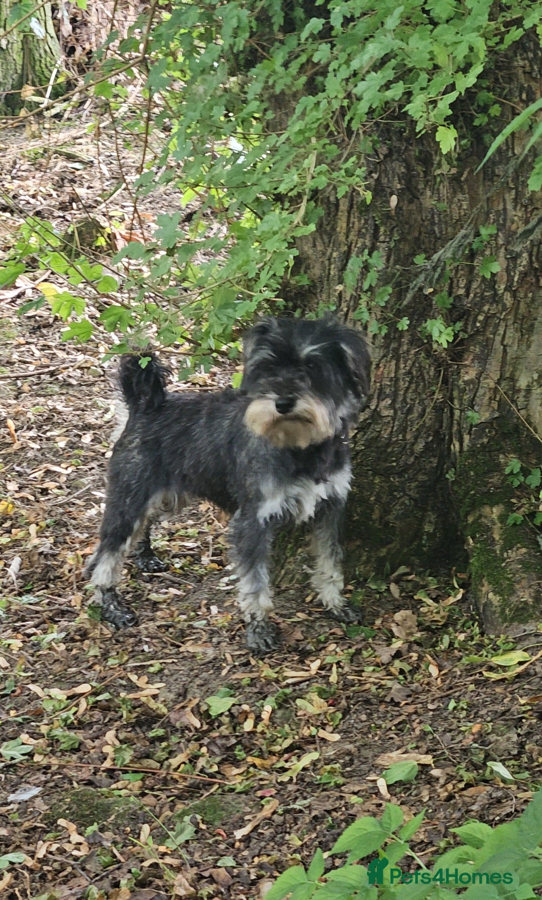 Miniature Schnauzer dogs for sale: 3 years old beautiful kc reg miniature schnauzer  - Image 1