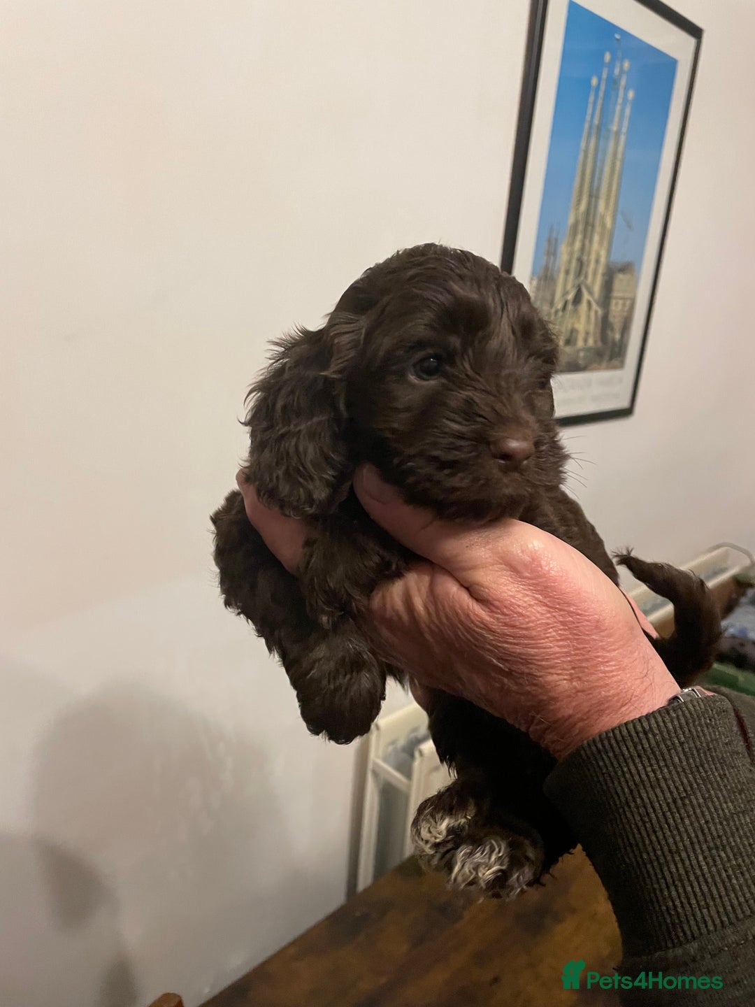 Cockapoo dogs for sale: Cockapoo puppies - Image 5