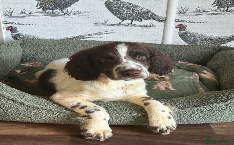 English Springer Spaniel dogs - Advert 3