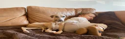 Mixed Breed dogs for sale: 3/4 Italian greyhound 1/4 whippet  in Whitby - Advert 10