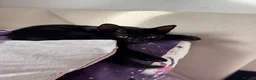 Mixed Breed cats for sale: Two Beautiful Rescue Kittens in London - Advert 14