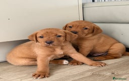 Labrador Retriever dogs for sale: KC Red fox Labrador retrievers  - Image 6