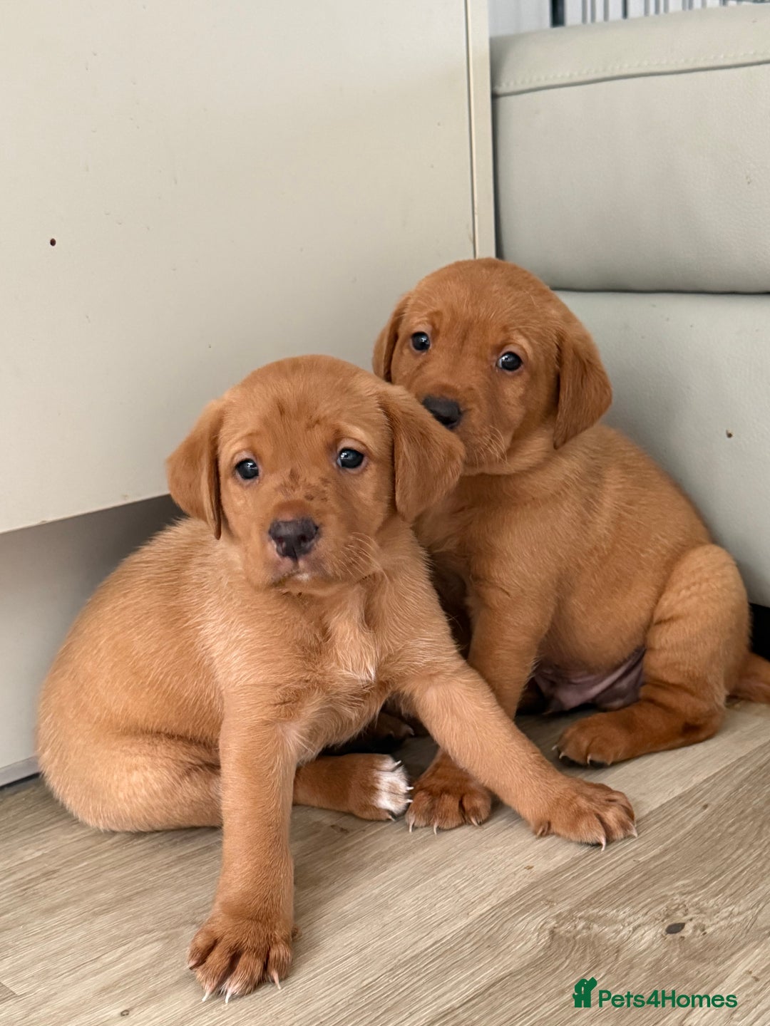 Labrador Retriever dogs for sale: KC Red fox Labrador retrievers  - Image 6