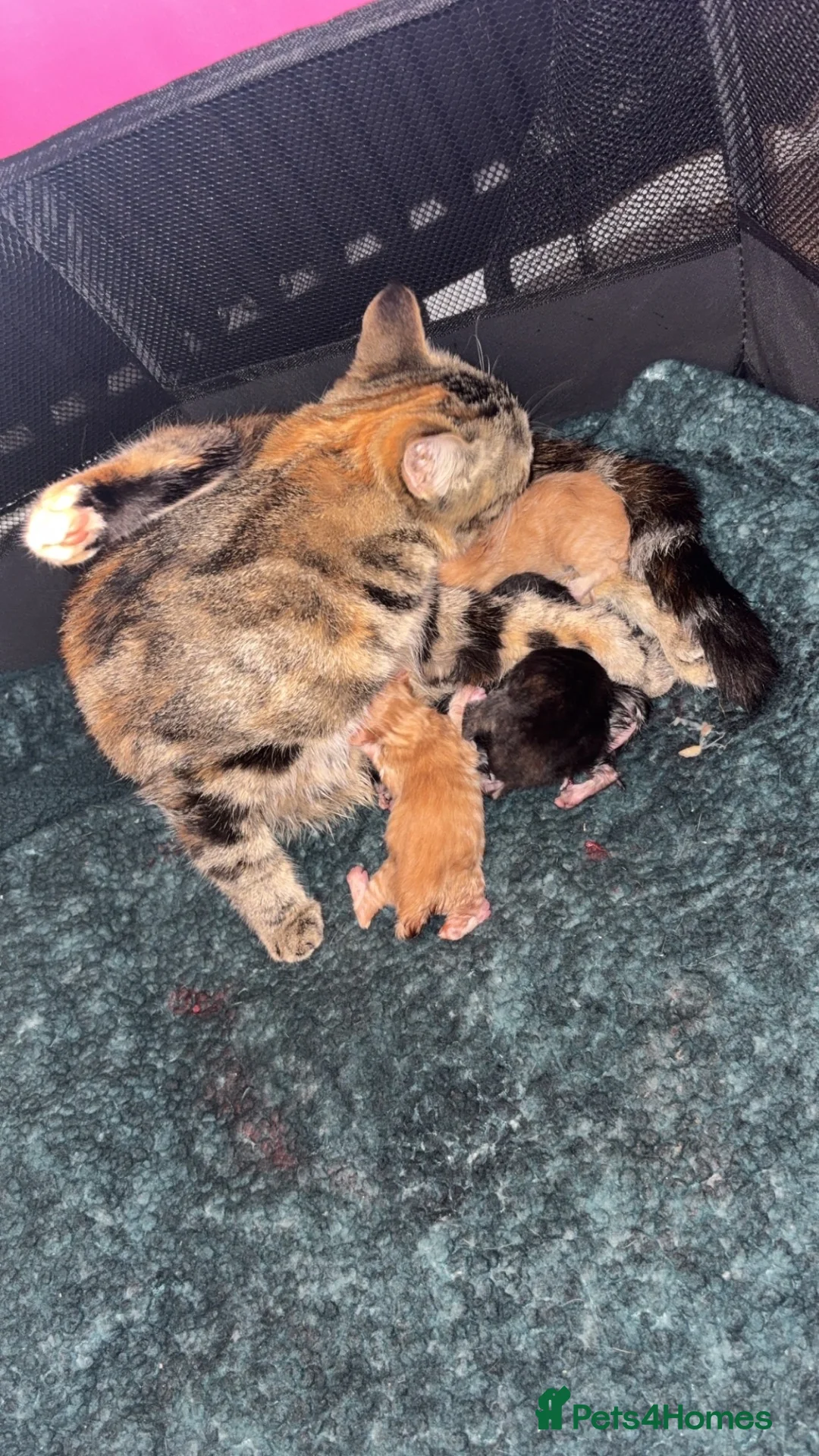 Mixed Breed cats for sale: Kittens  - Advert 2
